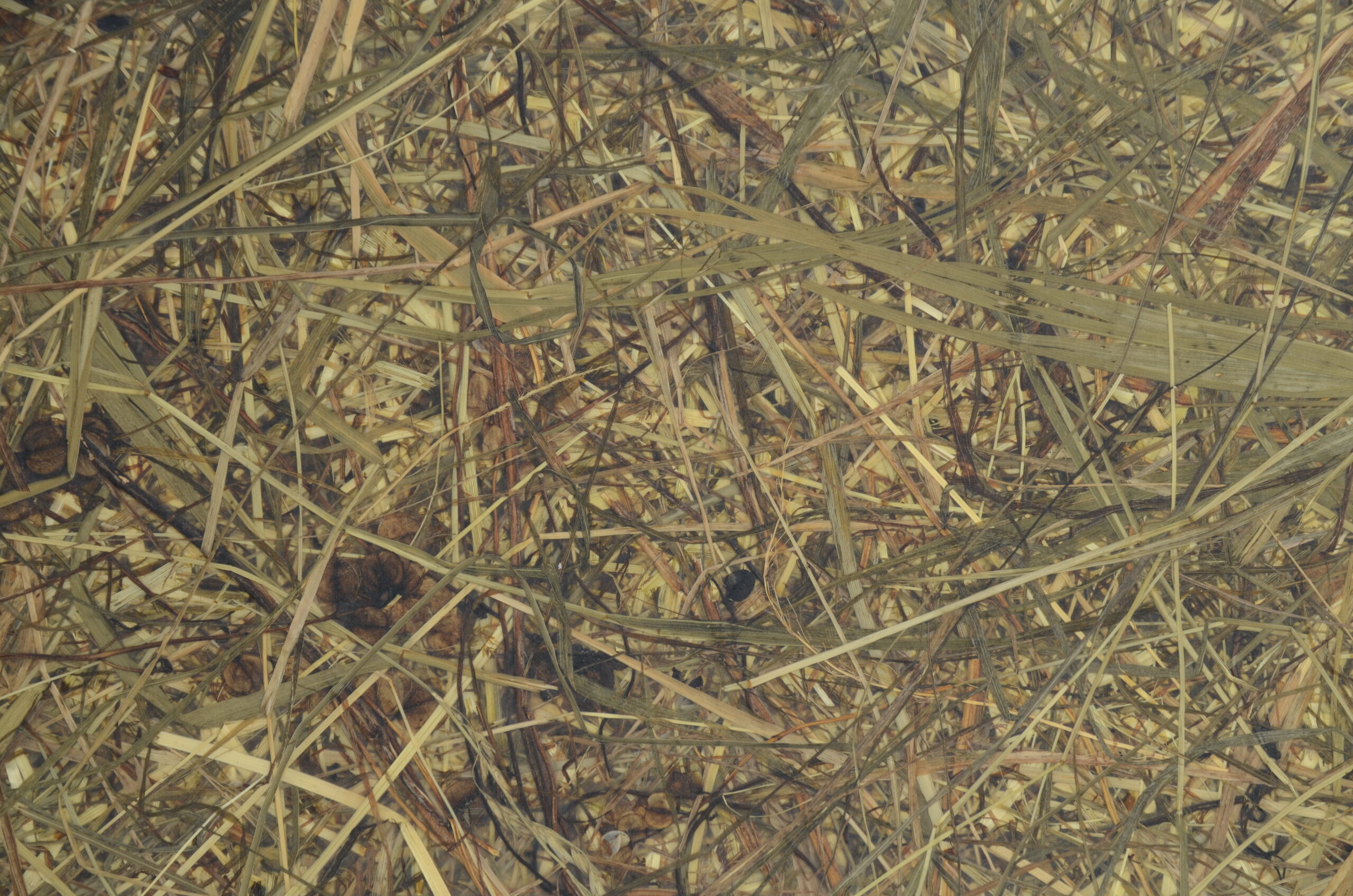 Grass Pure